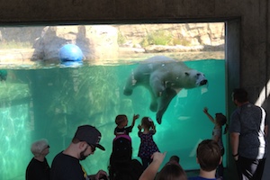 polar bear at zoo